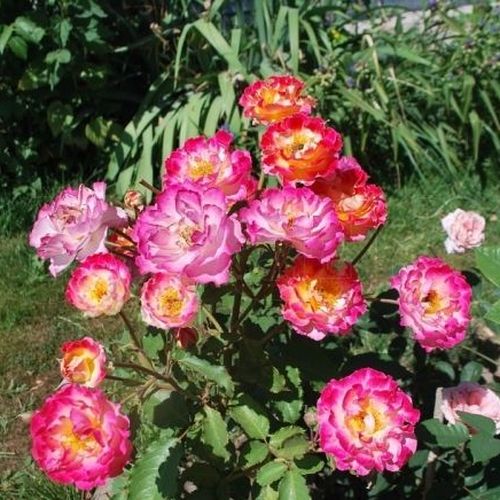 Dorado y rojo vivo - Árbol de Rosas Floribunda - rosal de pie alto- forma de corona tupida